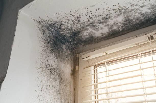 Affordable Commercial Mold Remediation solutions in Fairfax Station, VA